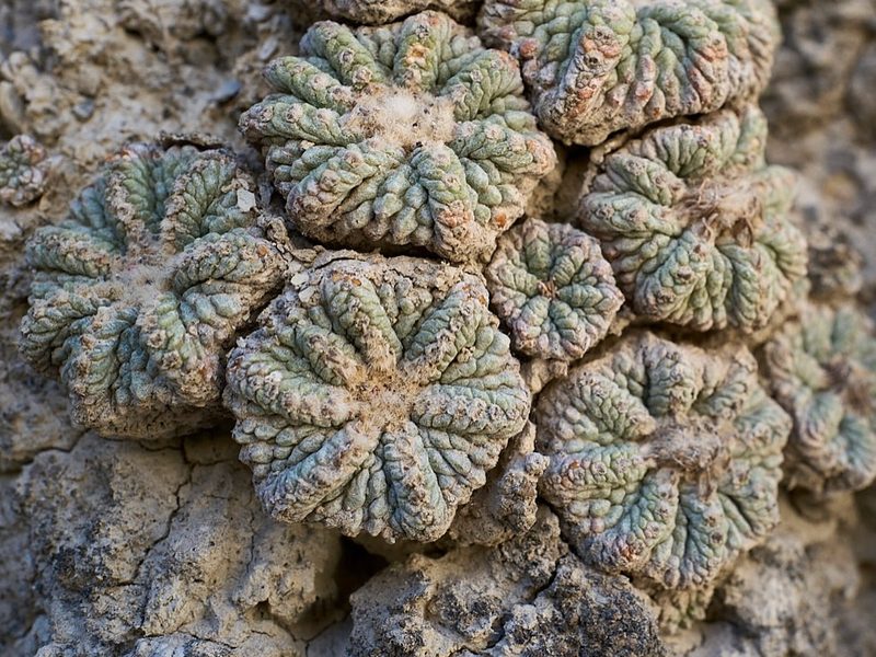 Aztekium ritteri