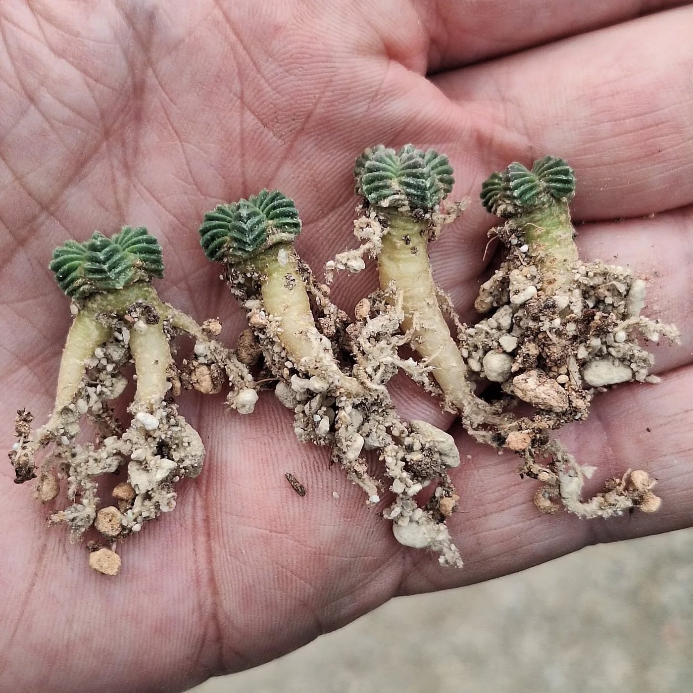 Seed grown Aztekium valdezii showing the napiform taproot Four seed grown Aztekium valdezii lifted from their pots and held in a palm, each a small green ribbed star on a pale napiform taproot still clinging to pumice and mineral grit