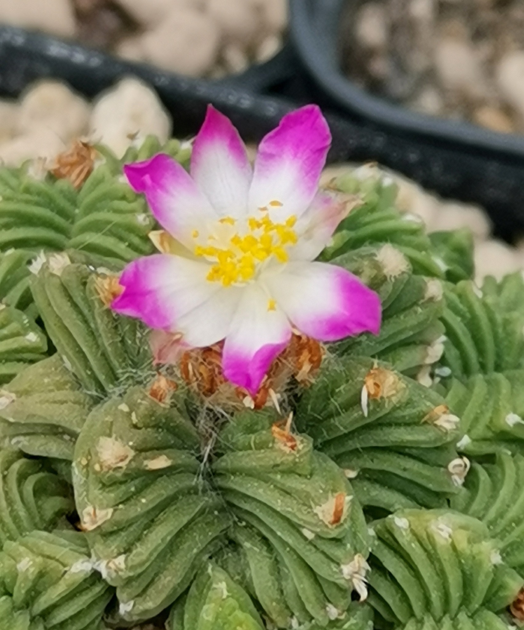 Aztekium valdezii showing the five smooth ribs, star-shaped body outline from above, and magenta-bicolour flowers.