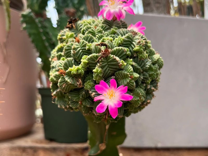Aztekium valdezii