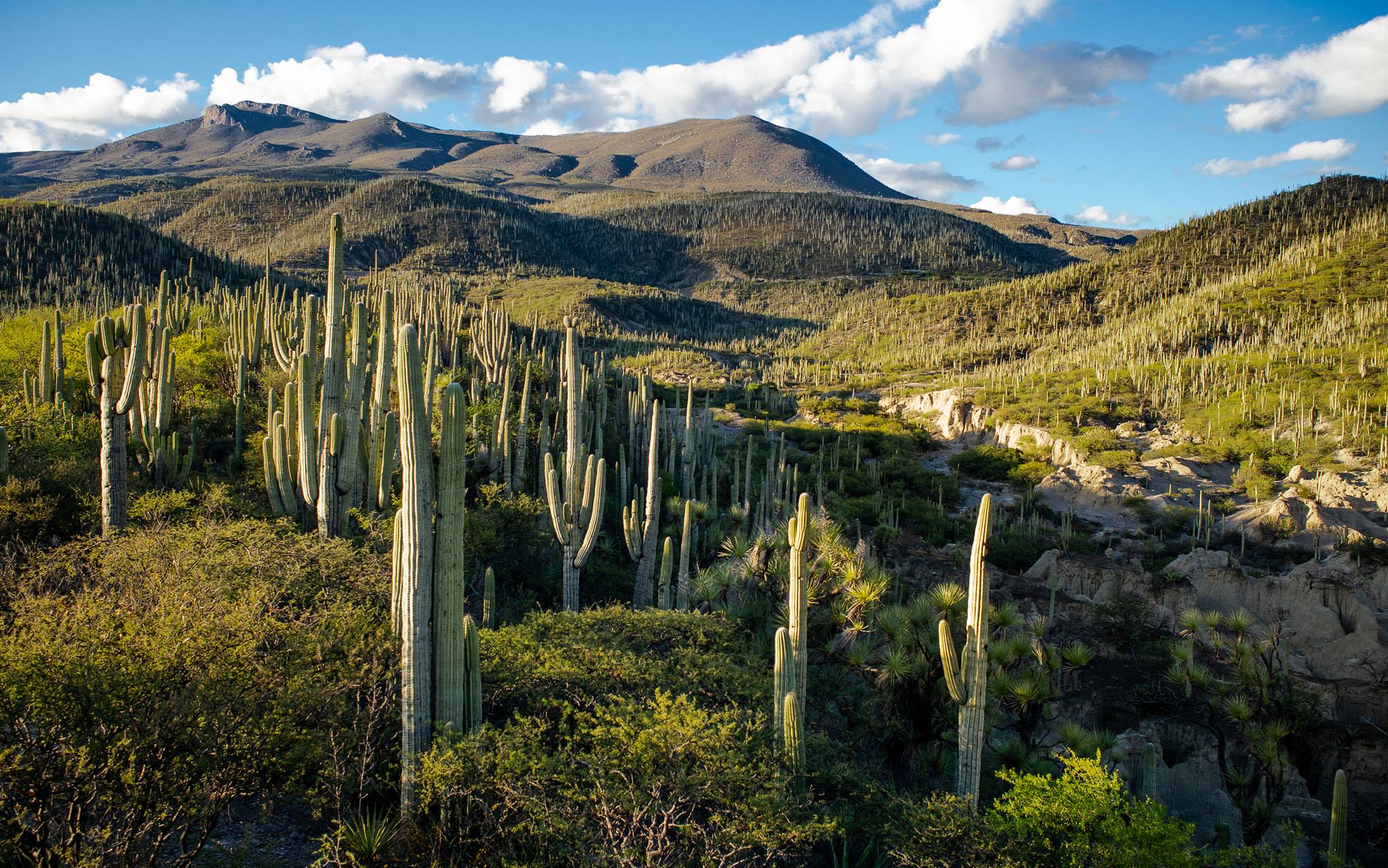 The 12 Best Places in the World to See Rare Cacti