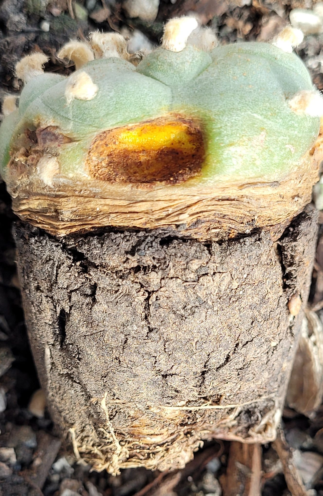 Why Is My Cactus Dying? Diagnose It Root to Crown