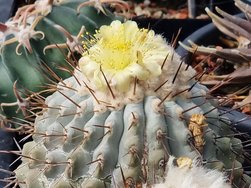 Copiapoa cinerea subsp. cinerea