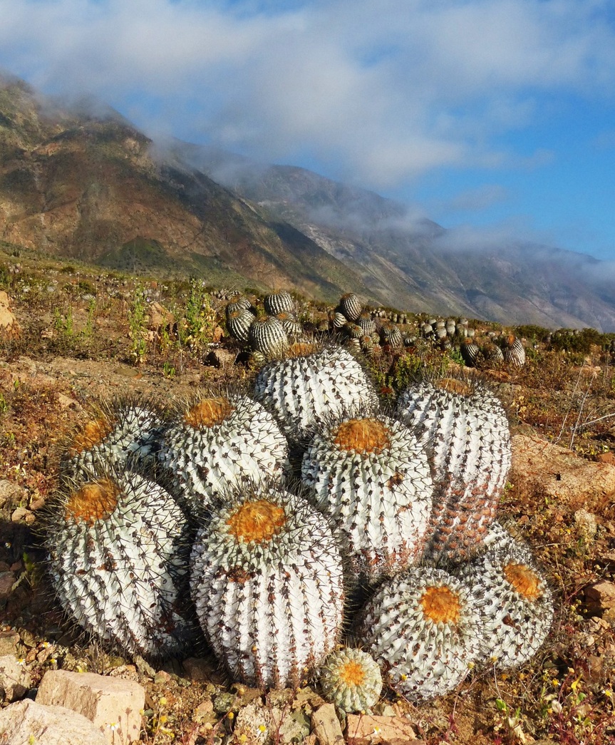 Copiapoa cinerea colony on the Atacama coast