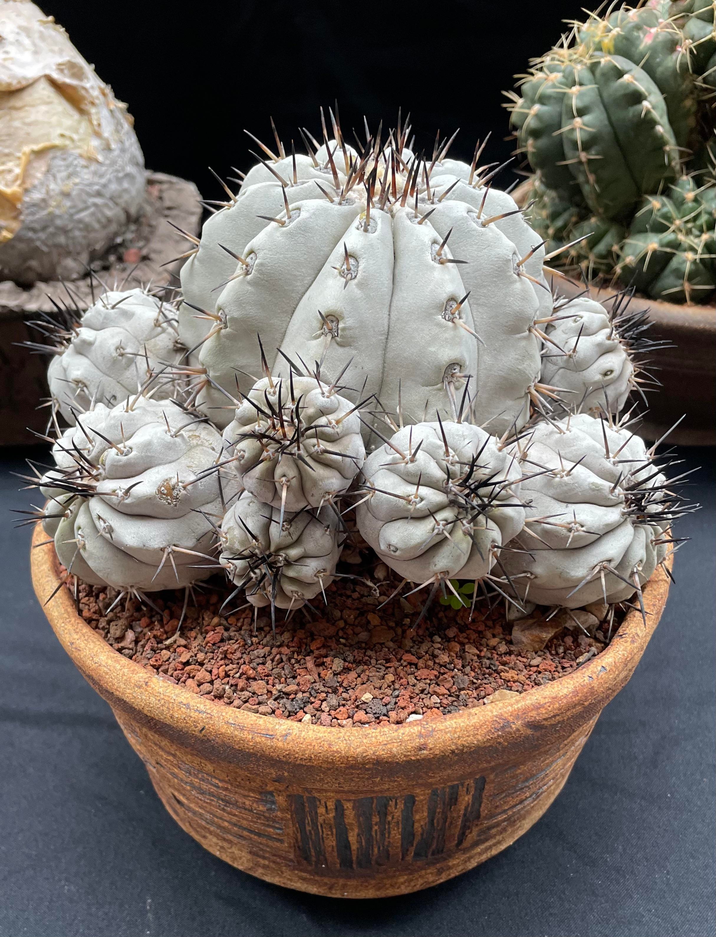Copiapoa cinerea showing farina coating