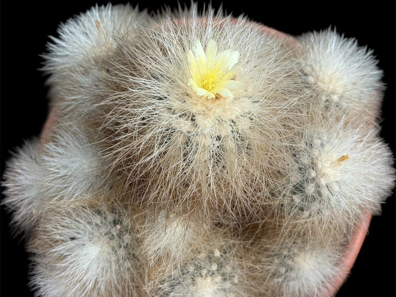 Copiapoa cinerea subsp. krainziana