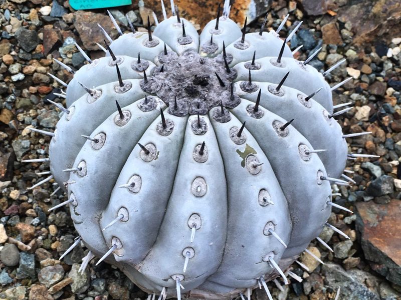Copiapoa cinerea