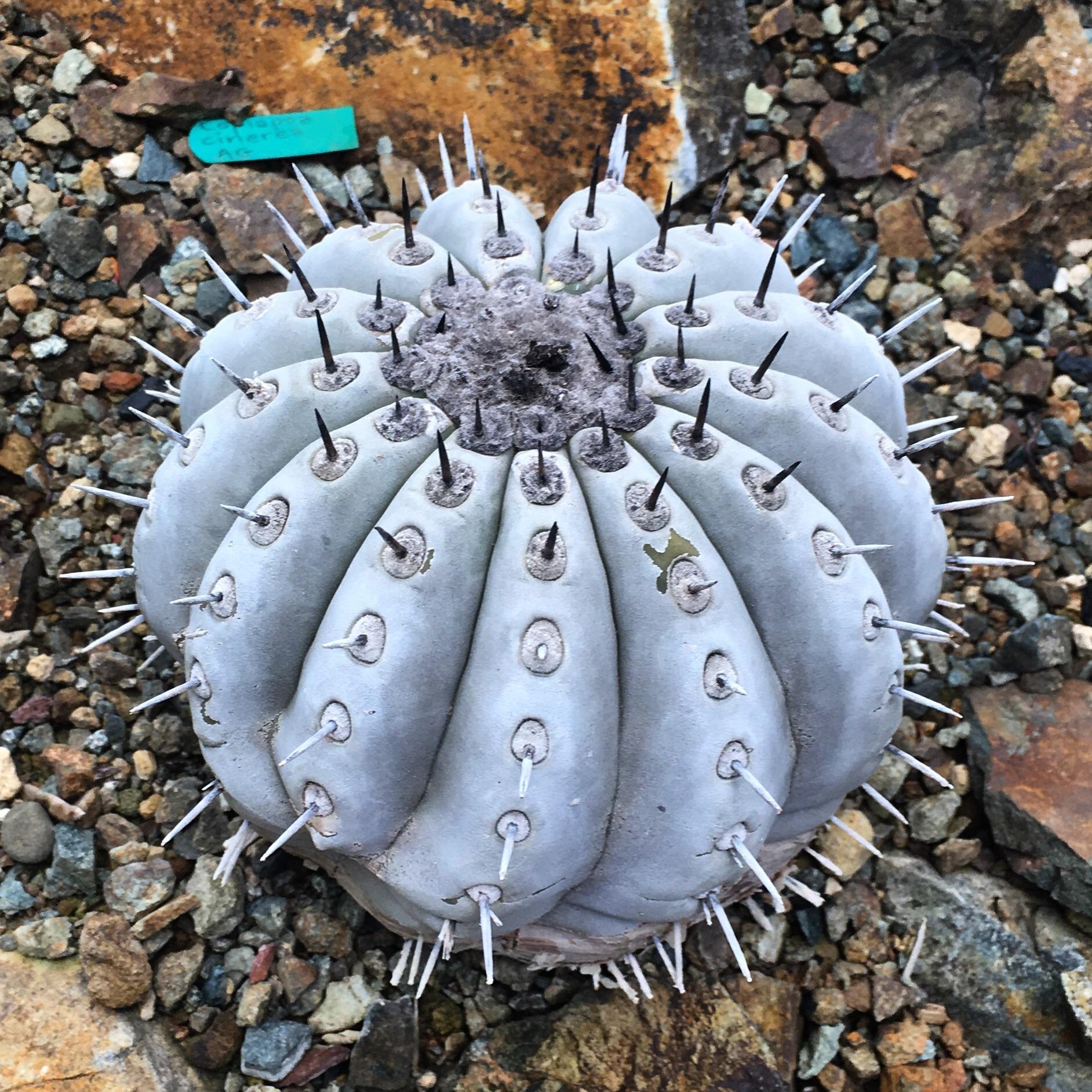 Copiapoa cinerea subsp. cinerea