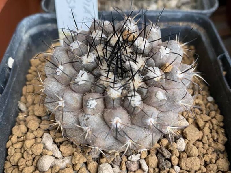 Copiapoa esmeraldana