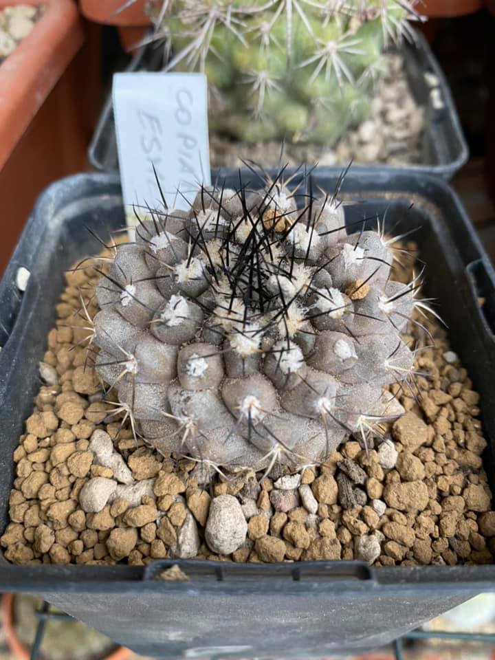 Copiapoa esmeraldana