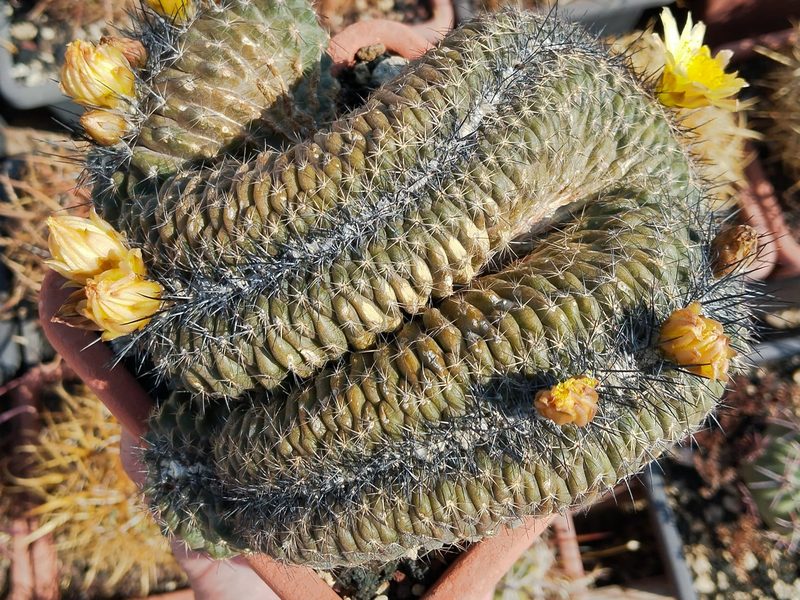 Copiapoa humilis