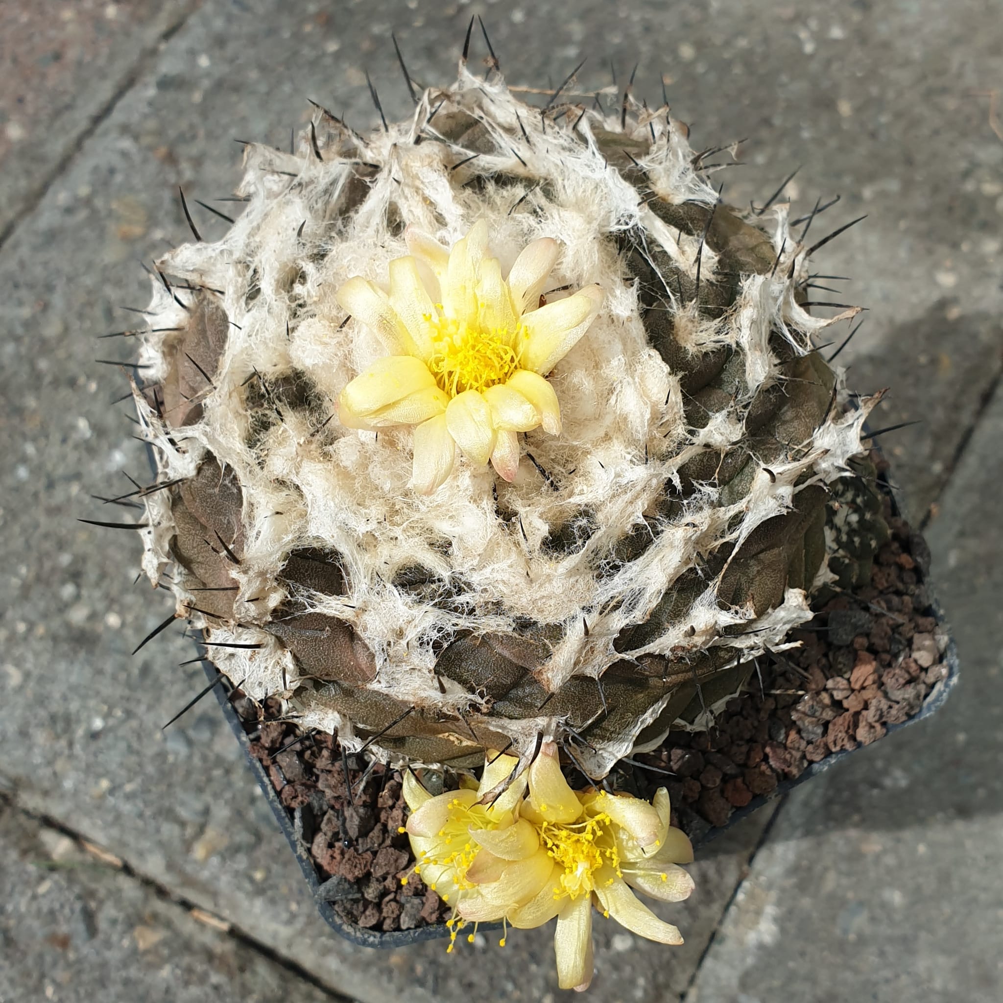 Copiapoa hypogaea var. barquitensis showing smooth epidermis from Barquito south of Chanaral
