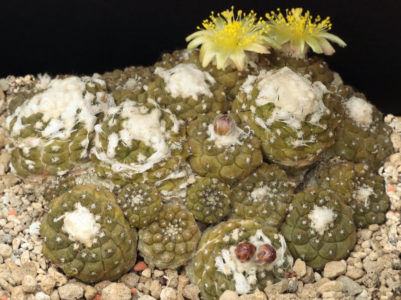 Copiapoa hypogaea var. barquitensis