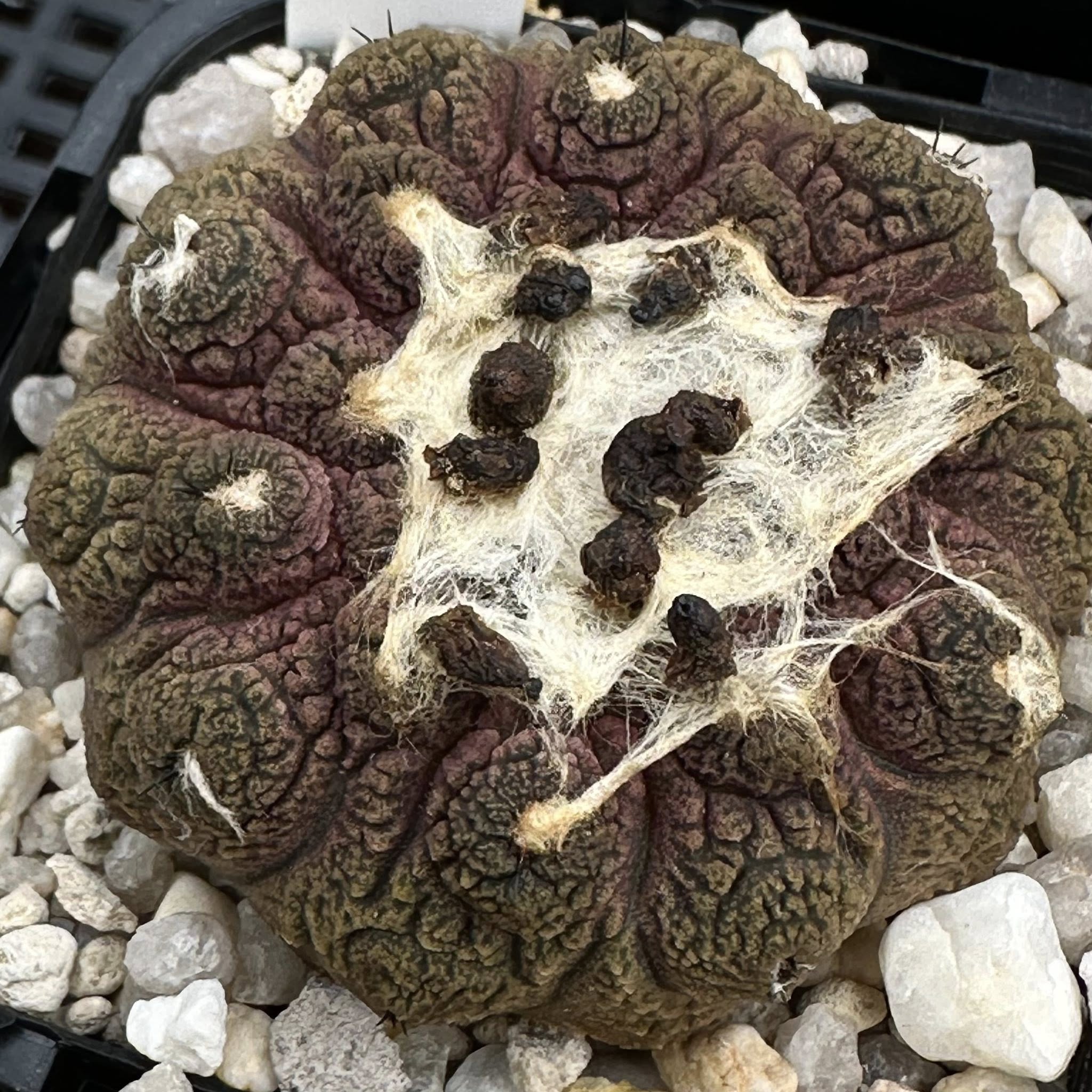 Copiapoa hypogaea Lizard Skin type form showing rugose granular epidermis from north of Chanaral