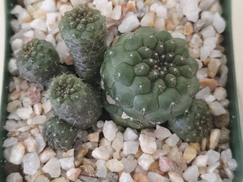 Copiapoa hypogaea