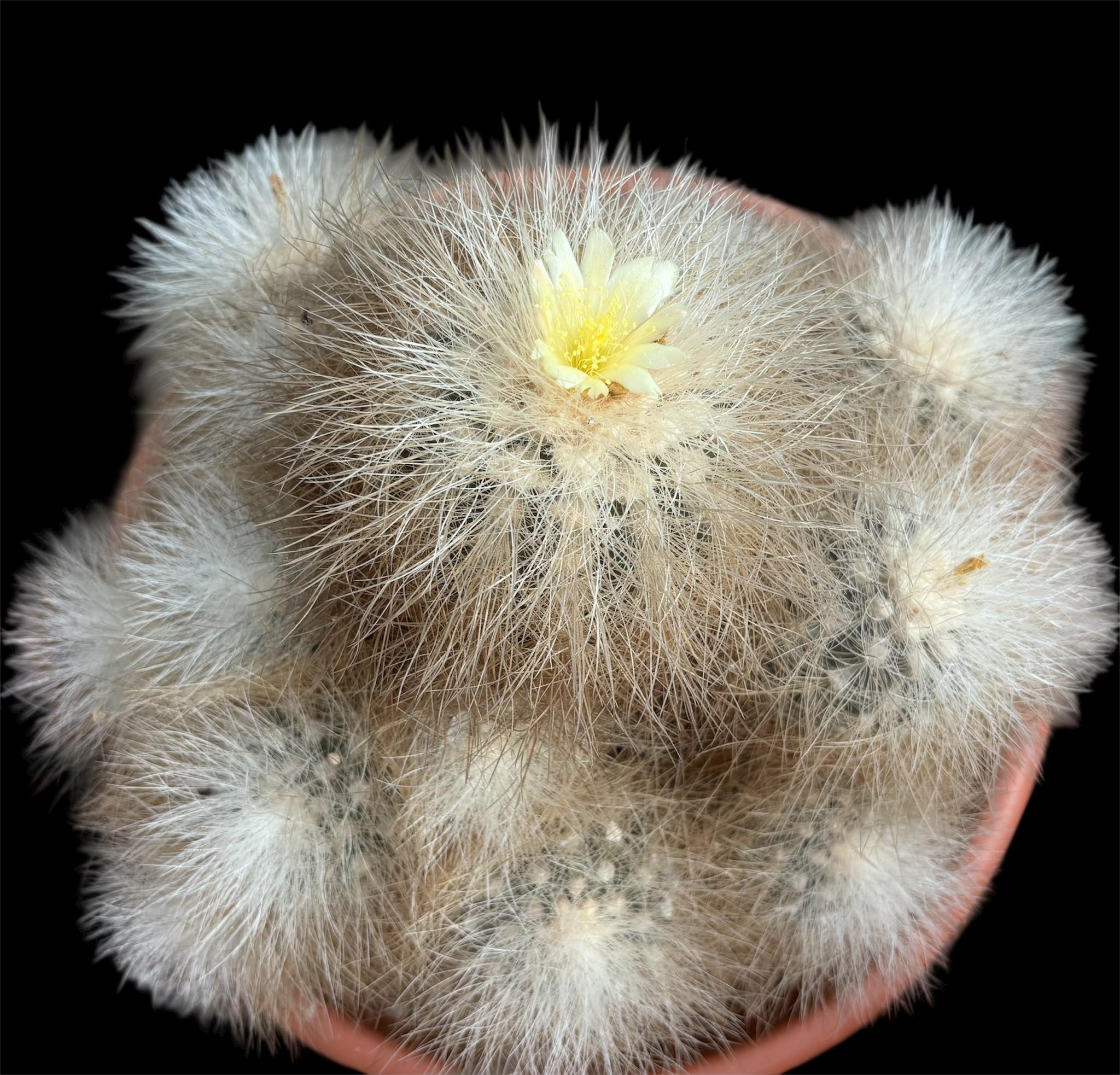 Copiapoa cinerea subsp. krainziana