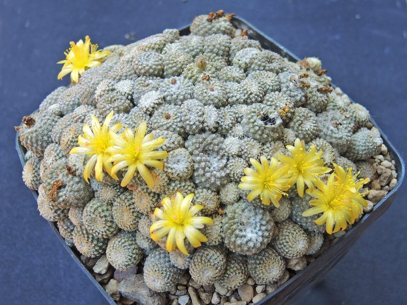Copiapoa laui