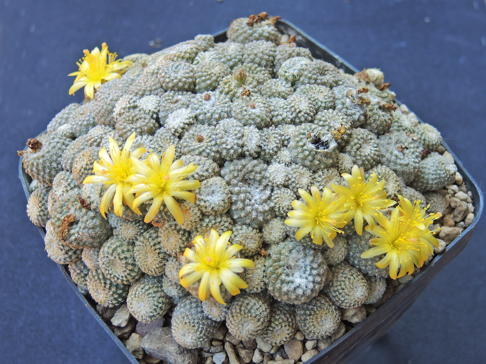 Copiapoa laui