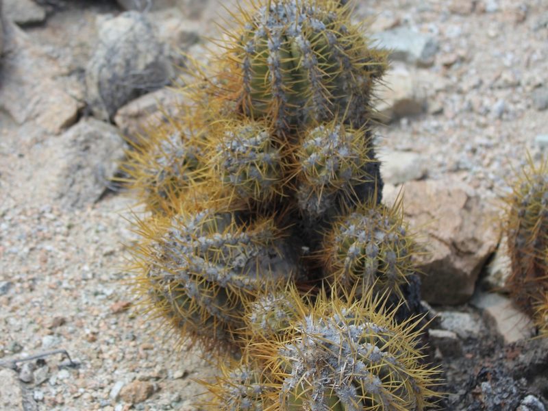Copiapoa solaris