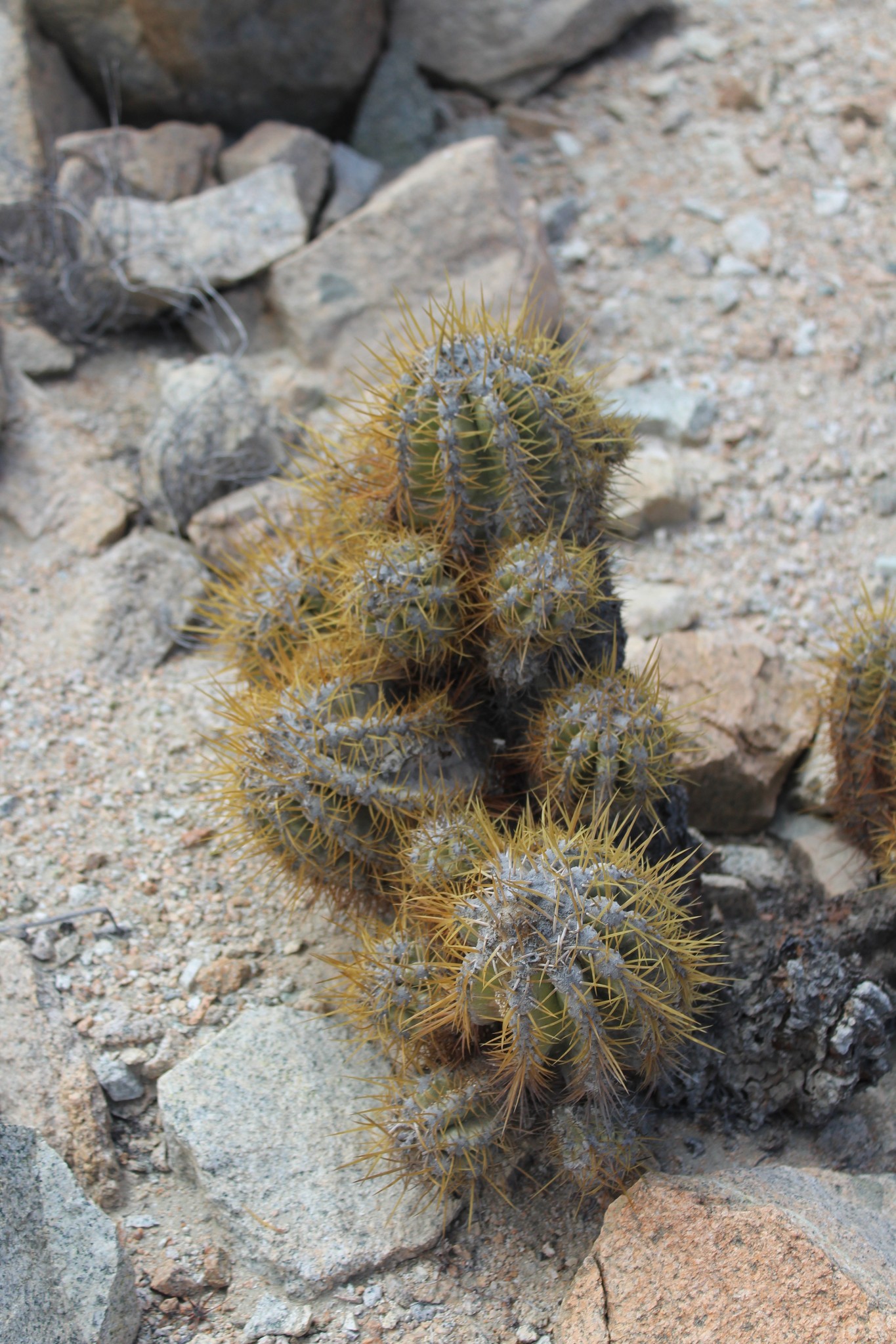Copiapoa solaris