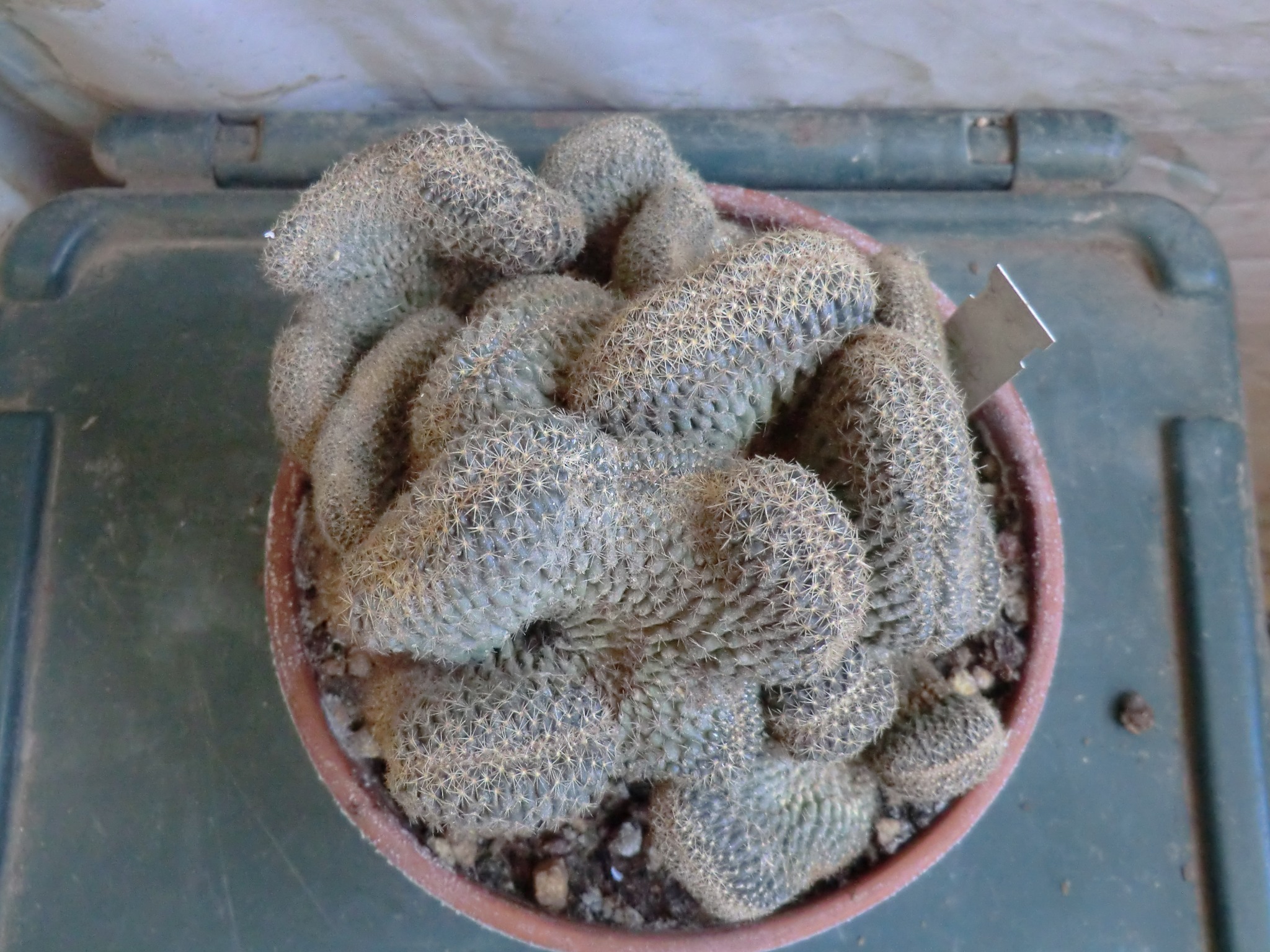 Copiapoa humilis subsp. tenuissima