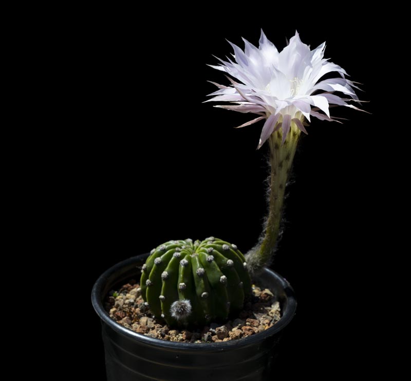 Echinopsis ancistrophora subsp. ancistrophora
