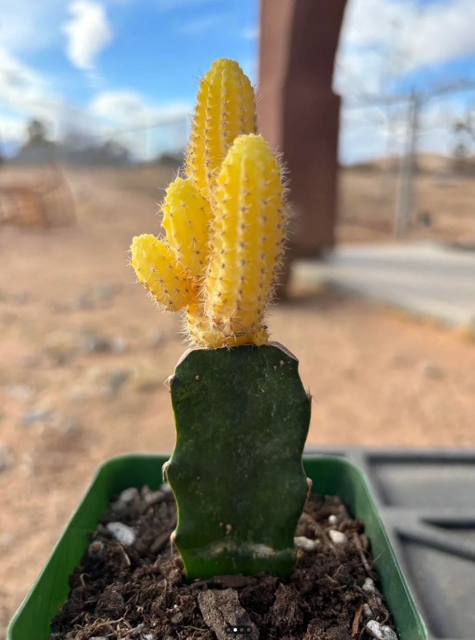 Echinopsis chamaecereus f. variegata