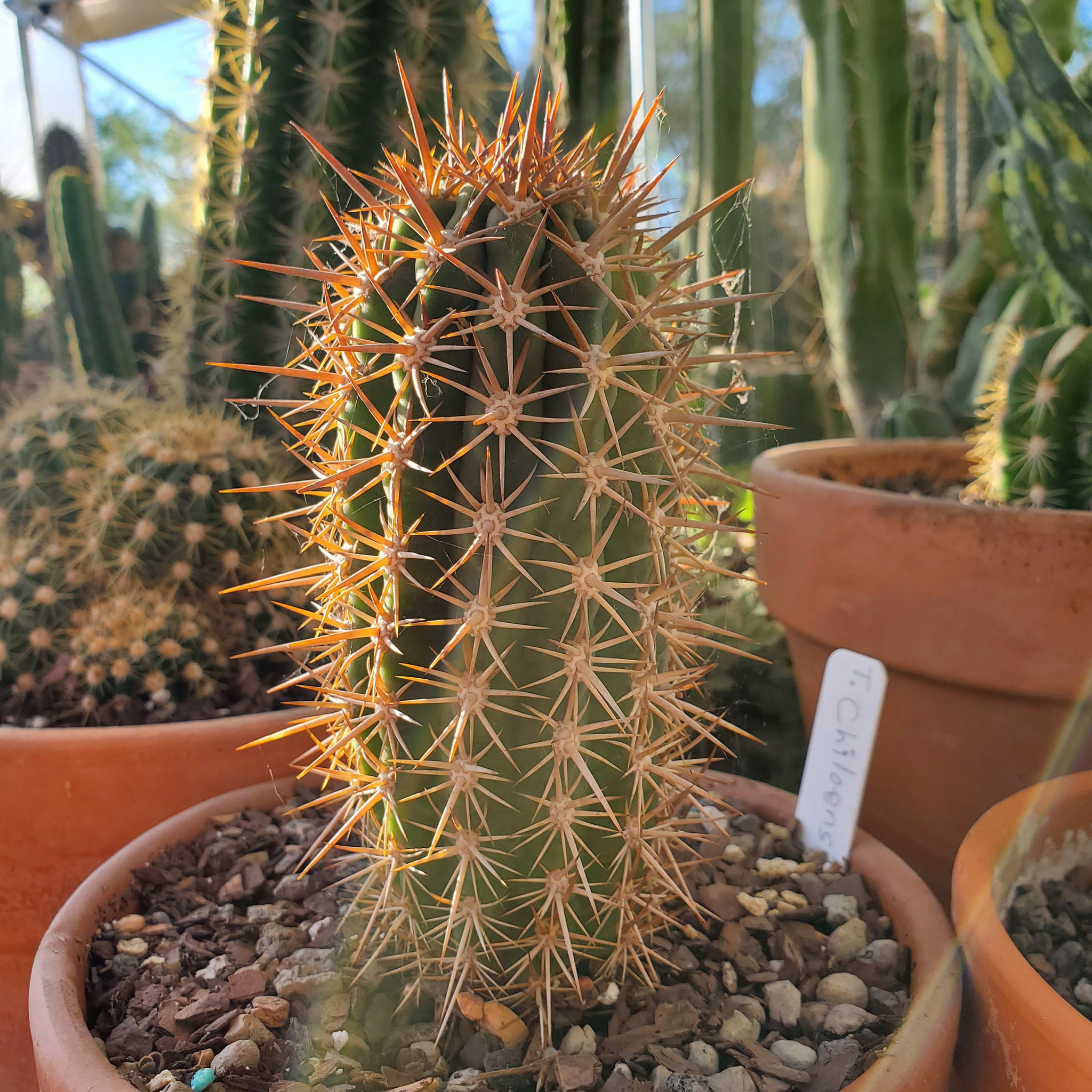Mature Echinopsis chiloensis column with 10-17 broad low ribs, yellow-grey straight spines, and plain green epidermis without glaucous bloom.