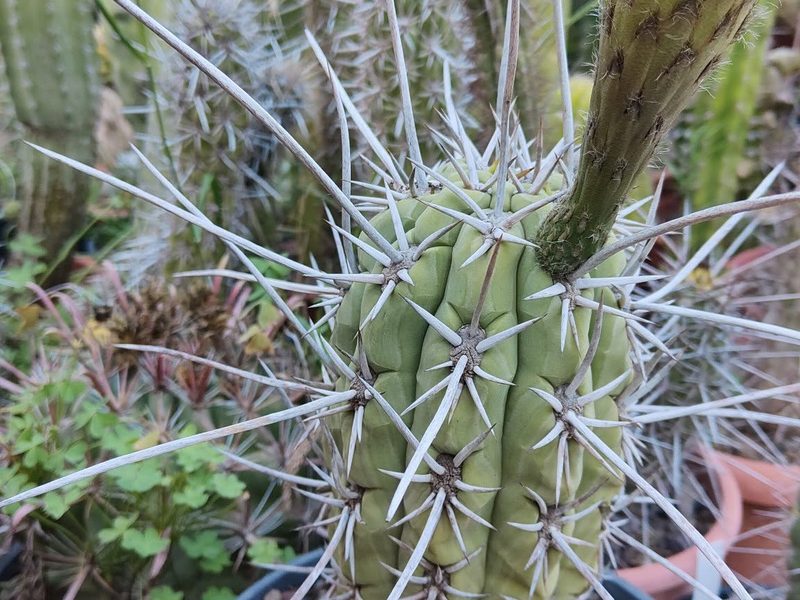 Echinopsis chiloensis