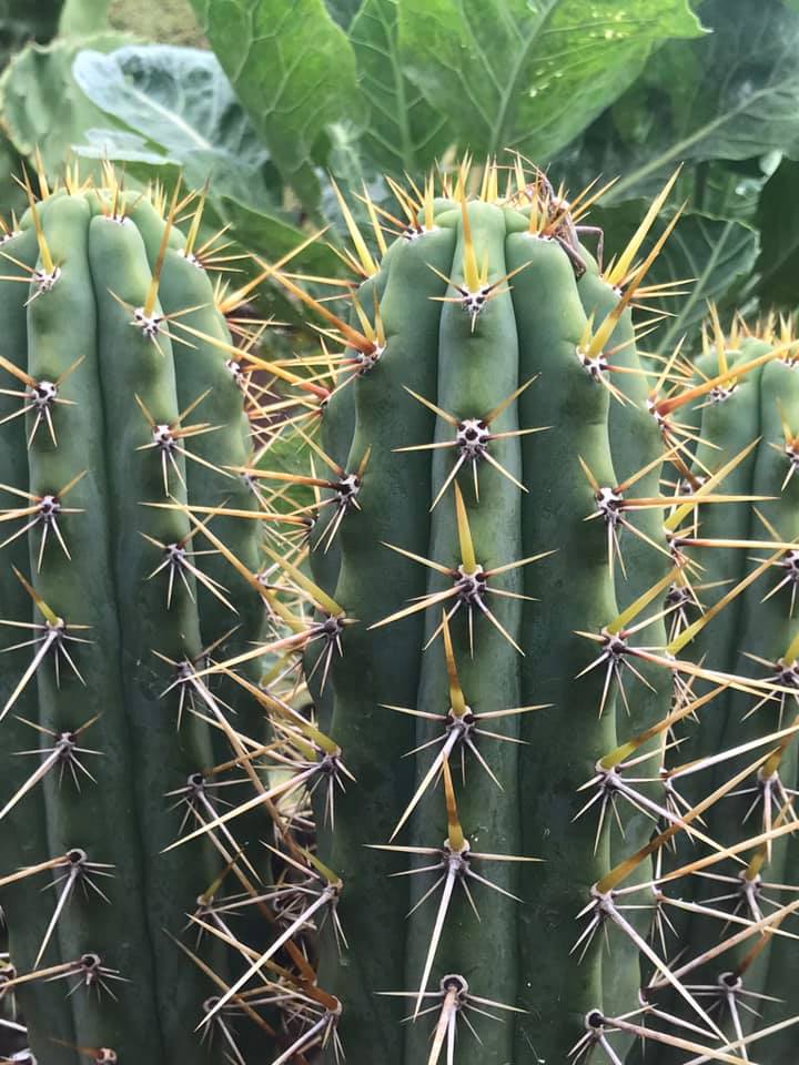 Mature Echinopsis cuzcoensis stem with long dark spines showing knobbed bases at each areole and bright green epidermis without glaucous bloom.