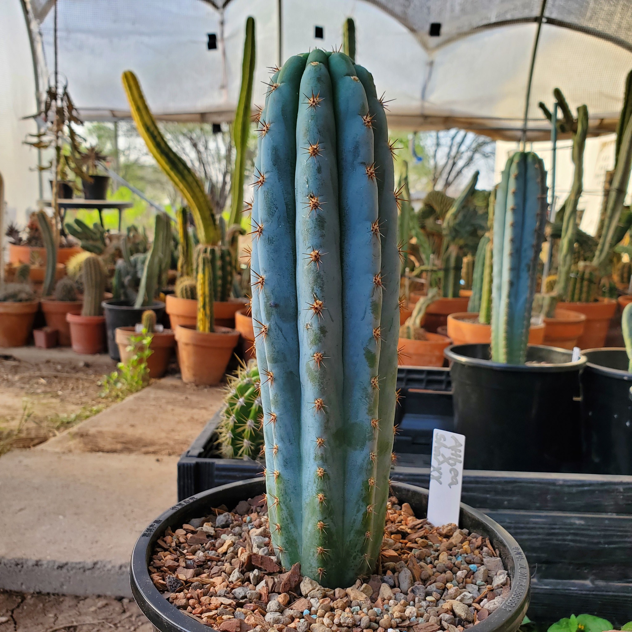Mature Echinopsis peruviana stem with honey-brown smooth-based spines and persistent frosted blue-glaucous epidermis.