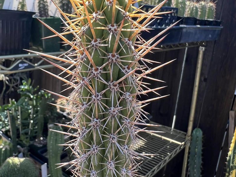 Echinopsis cuzcoensis