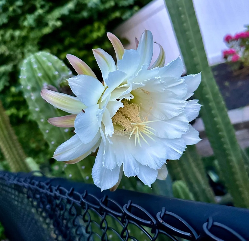 Echinopsis flower at full nocturnal opening