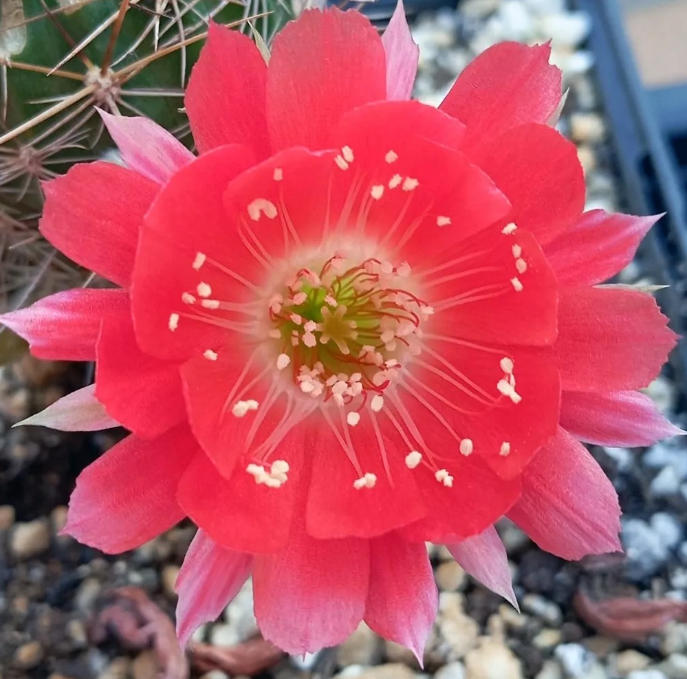 Echinopsis former Lobivia brilliantly coloured flowers