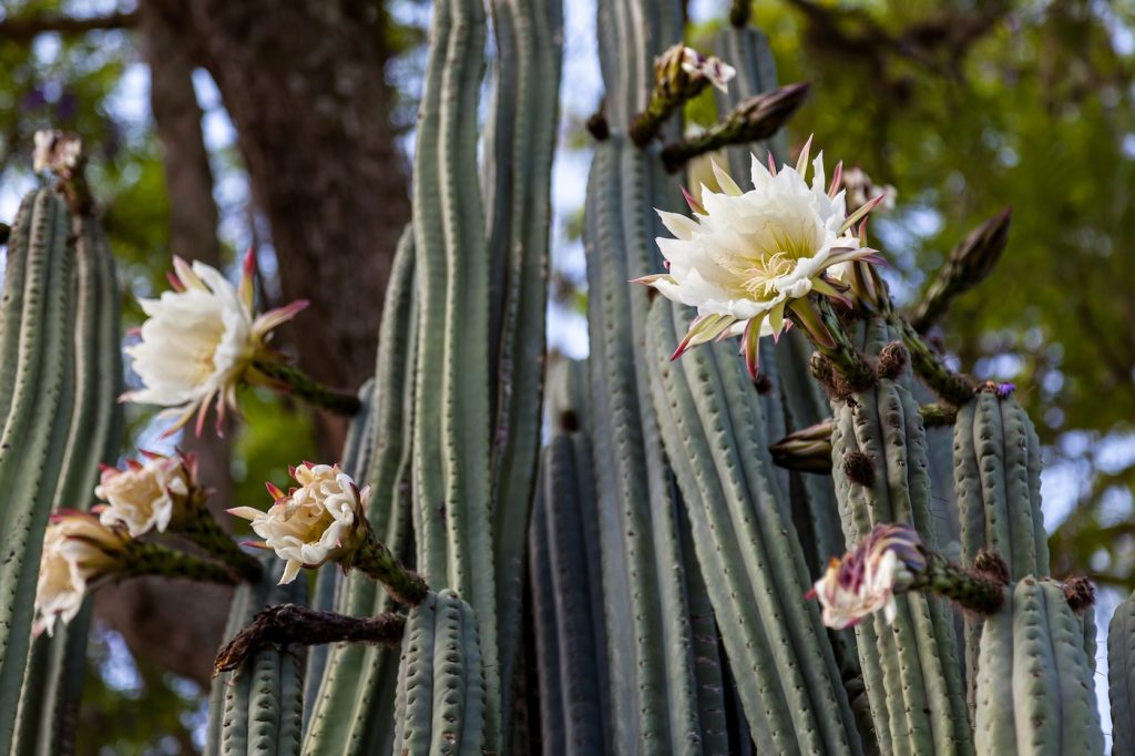 Echinopsis pachanoi columnar stems