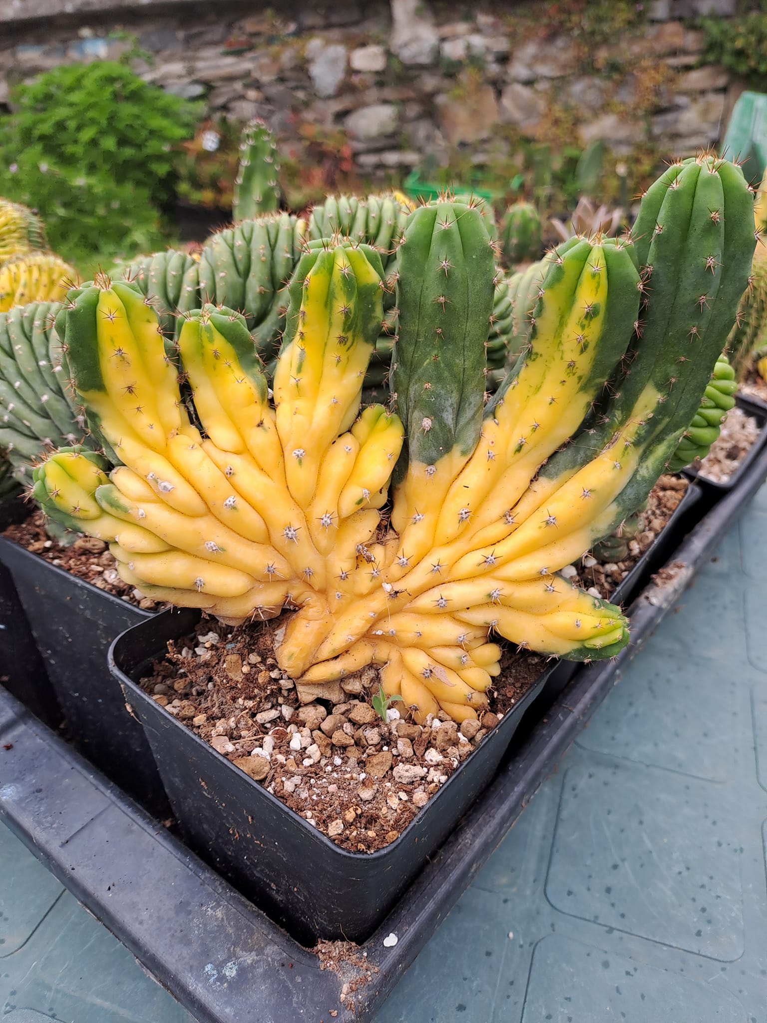 Echinopsis pachanoi f. cristata