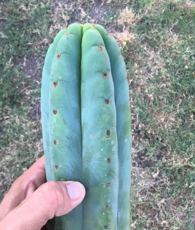 Mature Echinopsis pachanoi with rounded six-rib profile, near-spineless yellowish areoles, and pale green epidermis.