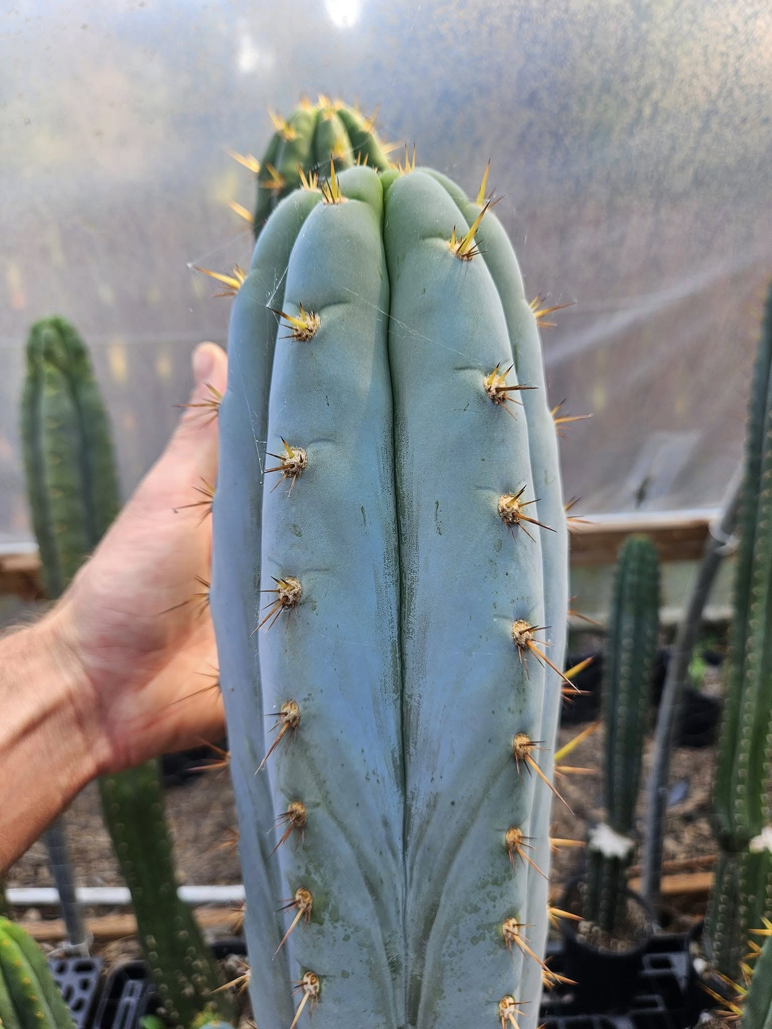 Mature Echinopsis peruviana of comparable size with persistent blue-glaucous skin, sharper V-shaped ribs, and 2-4 cm honey-brown spines.