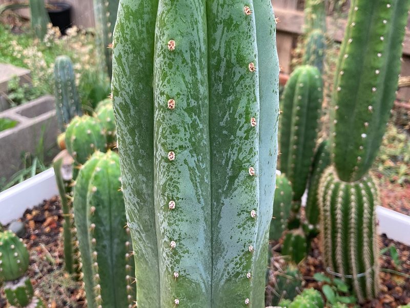 Echinopsis pachanoi