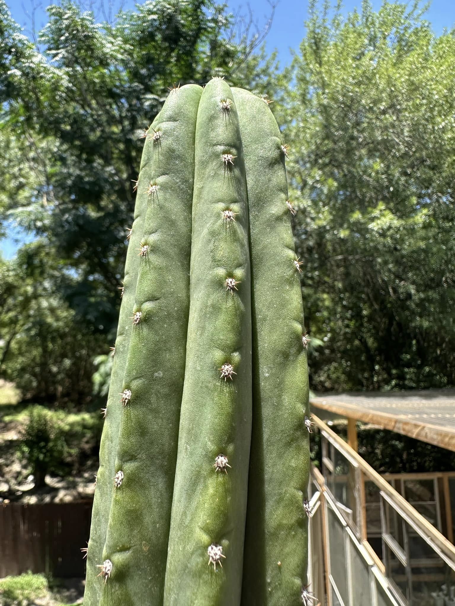Mature Echinopsis pachanoi of comparable size showing bright pale-green epidermis, near-spineless areoles, and broadly rounded 6-8 ribs.