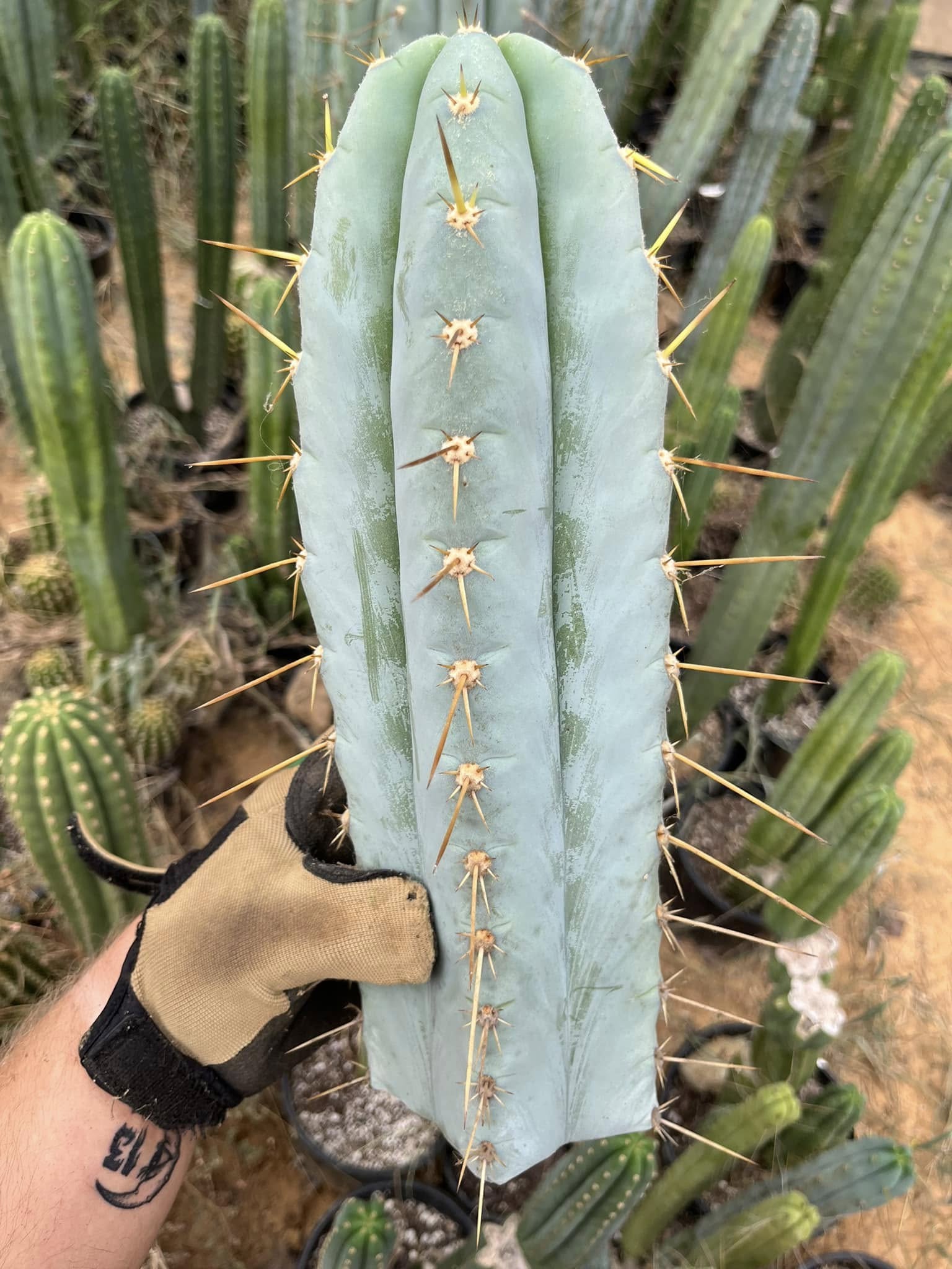 Mature Echinopsis peruviana stem showing persistent frosted blue-glaucous epidermis and 2-4 cm honey-brown spines with 6-8 ribs.