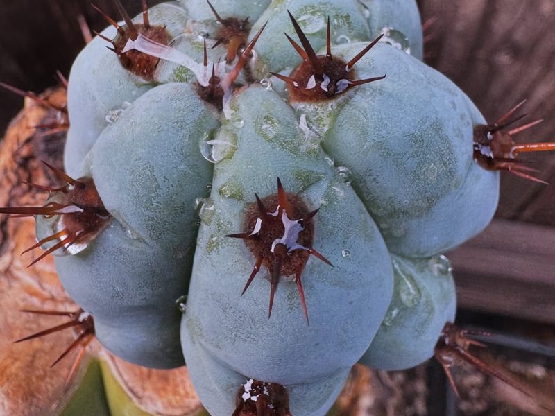 Echinopsis peruviana
