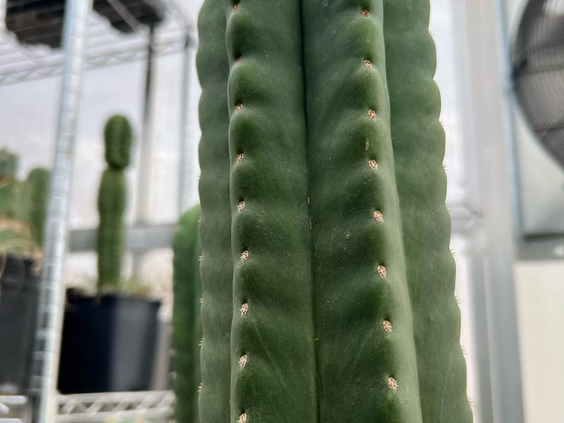 Echinopsis scopulicola