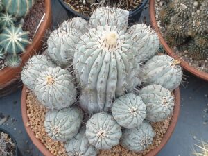 Mature cultivated Copiapoa cinerea with a chalky white body and black central spines, a prized collector cactus