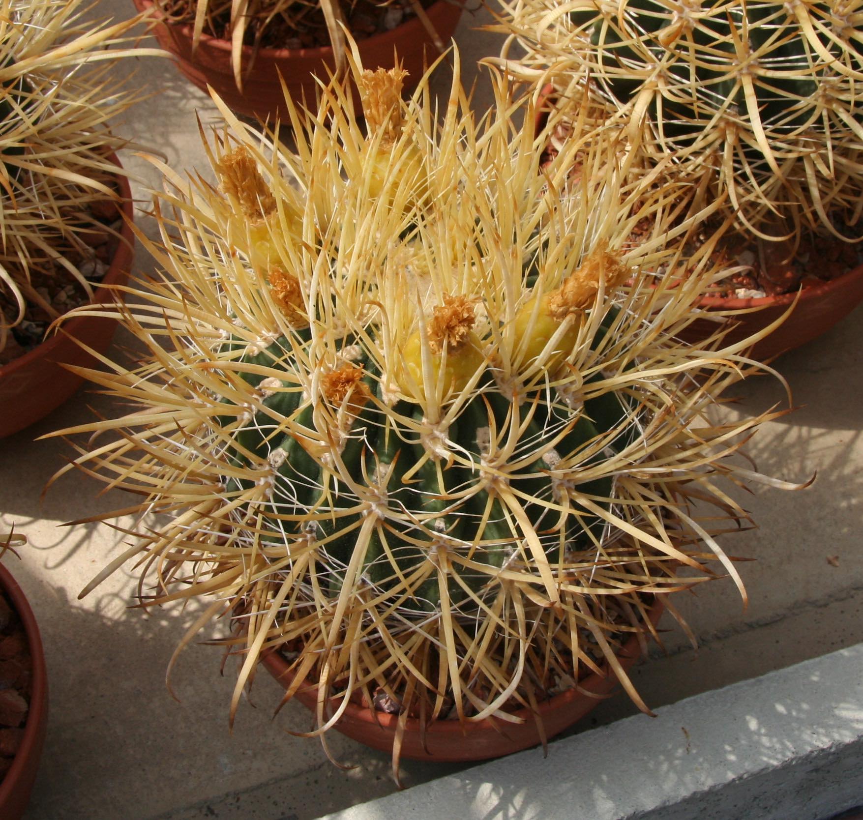 Ferocactus chrysacanthus spine colouration