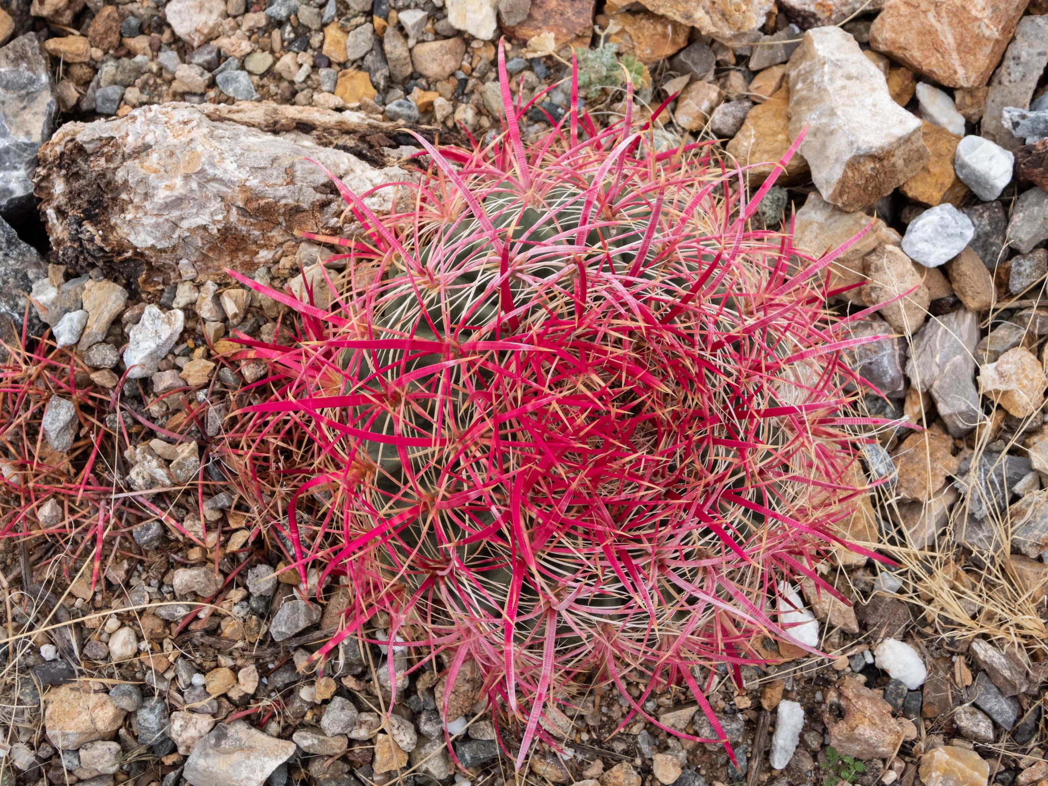 Ferocactus cylindraceus, mature compass barrel cactus Ferocactus cylindraceus mature columnar specimen approximately 1.8 m tall growing on a rocky bajada slope, showing dense red and grey spines covering the ribbed green stem.