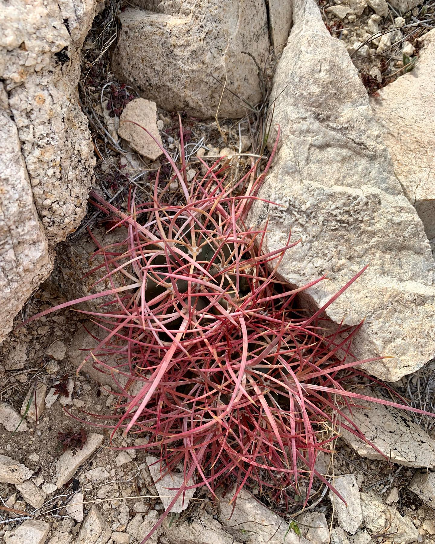 Ferocactus cylindraceus spine and areole detail Close-up of a Ferocactus cylindraceus areole cluster showing the principal curved central spine with reddish new-growth coloration against older buff-grey spines, on a heavily ribbed green stem.