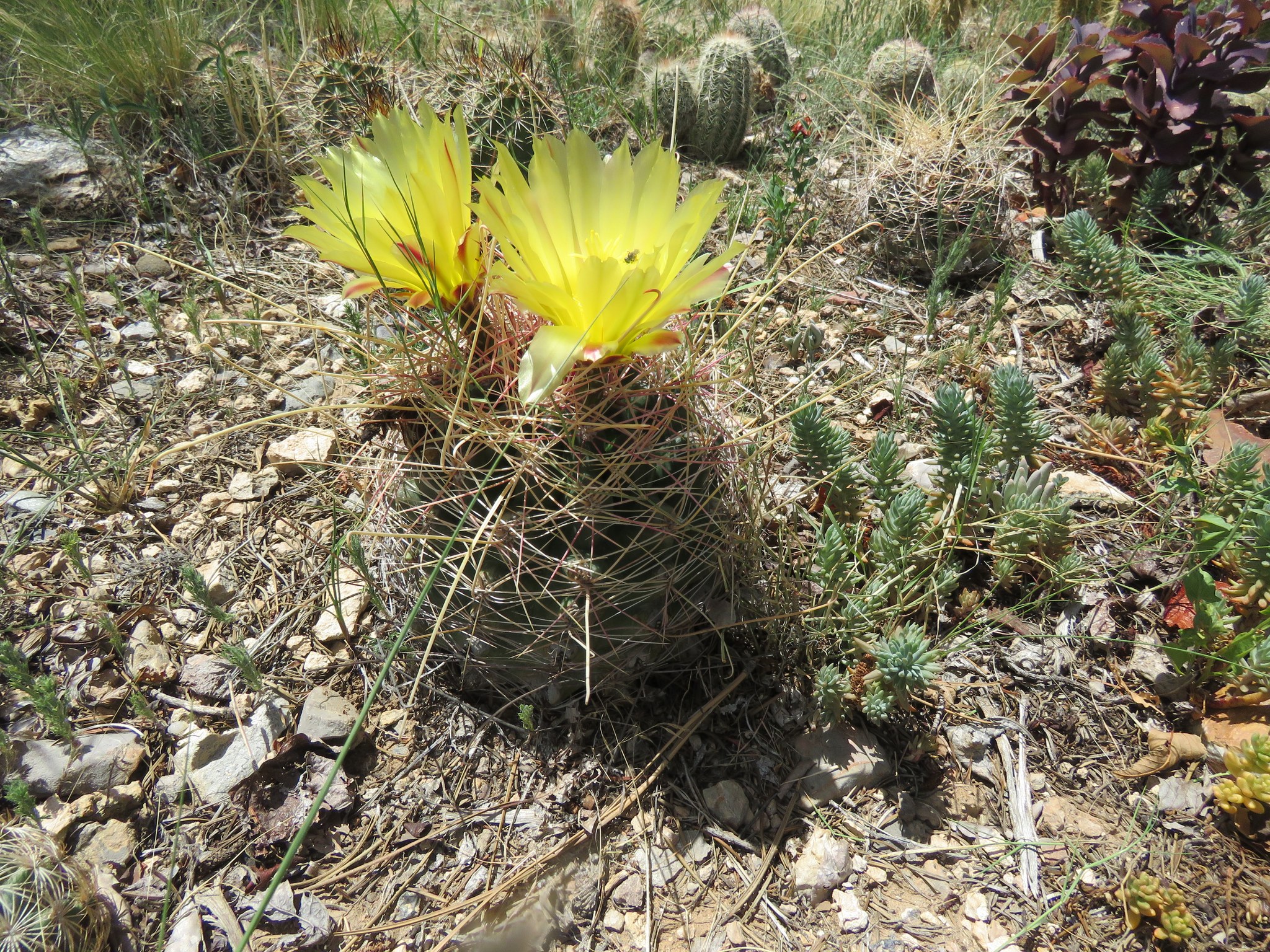 Ferocactus hamatacanthus showing a globose to oblong body with 13 ribs and a prominently hooked central spine.