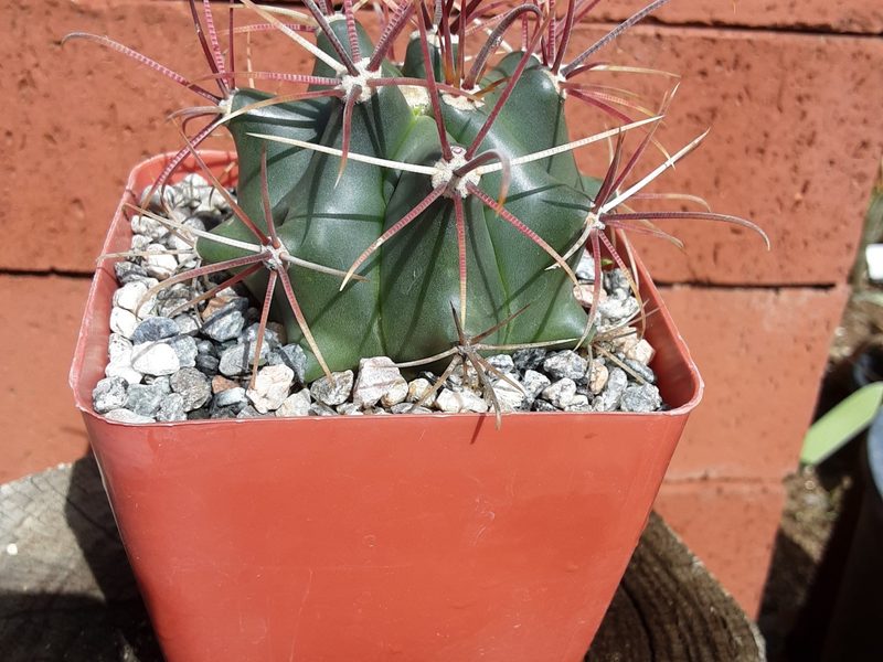 Ferocactus cylindraceus