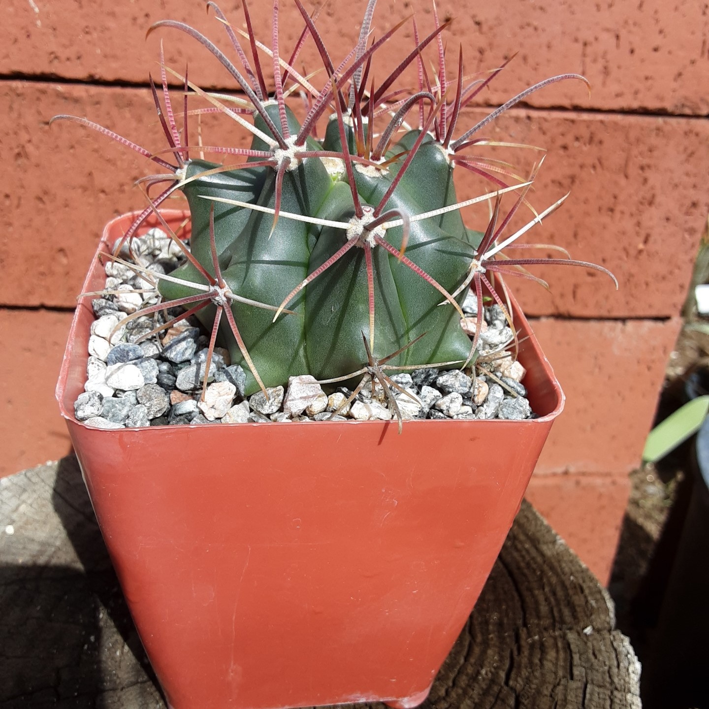 Ferocactus cylindraceus